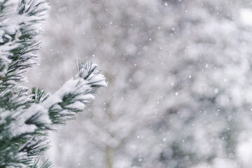 Winter Snow Falling on Pine Tree Close Up with Copy