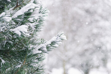 Naklejka na ściany i meble Winter Snow Falling on Pine Tree Close Up with Copy