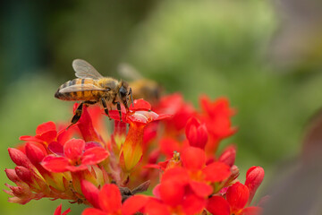 honey bee on red flower