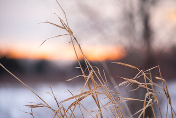 Warm Winter Sunset in Nature