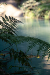Fototapeta premium Close up of fern leaves with a blue-water pond as background
