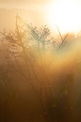 Tree branches during foggy golden sunrise in the Laotian mountains
