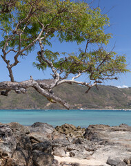 Tree growing next to clear water bay in South Lombok, Indonesia