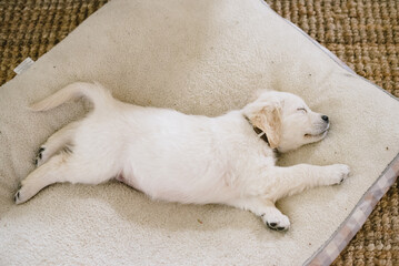 Golden Retriever Puppy Sleeps on Neutral Dog Bed