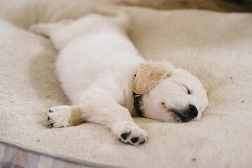 Sleeping Golden Retriever Puppy on Neutral Dog Bed