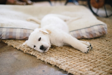 Fluffy Golden Retriever Puppy on Neutral Dog Bed