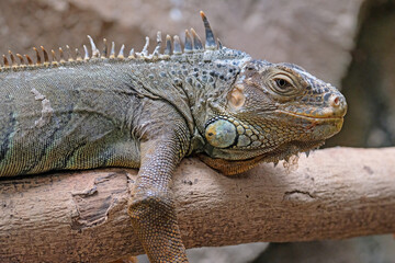 Green Iguana, iguana iguana, Adult Male standing on Branch