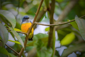 orange-bellied flowerpecker perching on thr branch