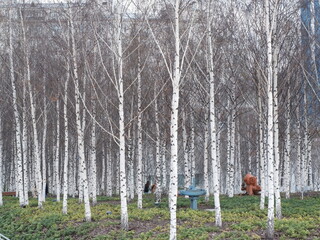 Bare Birch grove in spring.