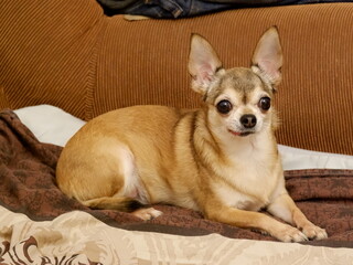 A red-haired chihuahua is lying on the bed.