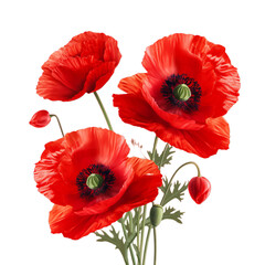 Red poppy flower isolated on transparent png background, Generative ai - obrazy, fototapety, plakaty