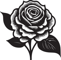 black rose vector illustration