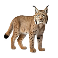 Lynx clip art