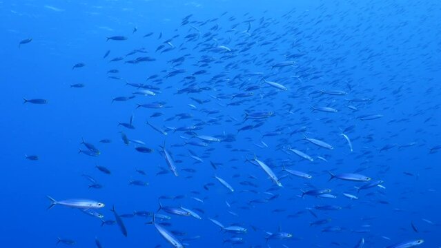 School of Boga fish in the Caribbean Sea