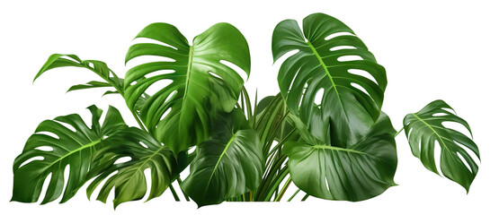 Vibrant green monstera leaves, cut out