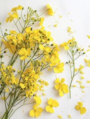 Obraz premium Lush rapeseed with lots of flowers, top view, white background