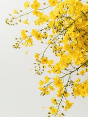 Lush rapeseed with lots of flowers, top view, white background