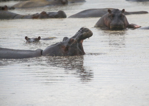 Group of hippos in the water in Kenya, Africa