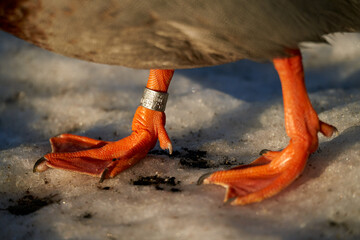 Male mallard duck legs with a metal tag on from Stavanger Museum. The photo is taken close to...