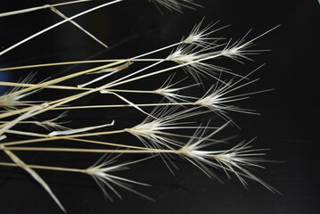 Golden ears of dry grass on a black glossy background