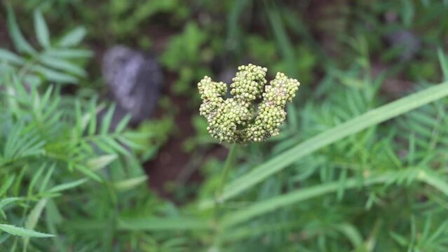 Jowar Indian millet plant in a farm