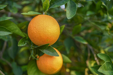 delicious juicy oranges on a tree in the garden in winter on the Mediterranean 111