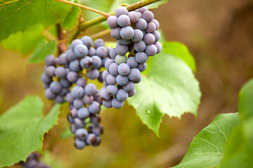 blue grape in the garden