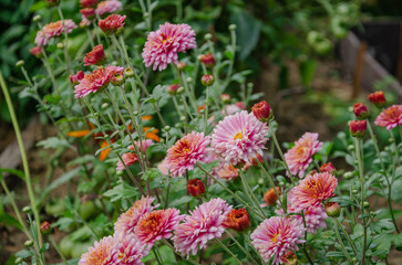 Aster flowers in the garden blooming