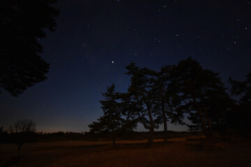 Fototapeta na wymiar night sky with trees