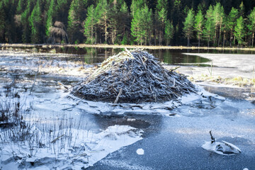 pile of branches in the lake