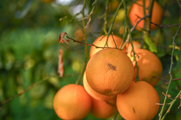 delicious juicy oranges on a tree in the garden in winter on the Mediterranean 13