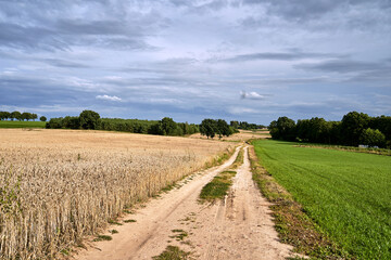 agricultural landscape with road and ripe grain field during summer