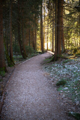 tourist walkway in the forest of pines