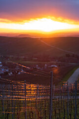 Herbstabendliche Reflektionen im Weinberg