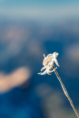 Leontopodium alpinum, Edelweiss, at Mount Zugspitze, Top of Germany, Garmisch-Partenkirchen, Bavaria, Germany