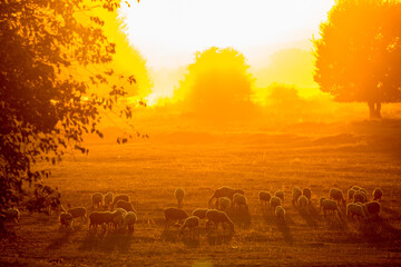 Scenery golden sunset in the countryside of Northern Greece near lake Kerkini, a national reserve park. Not fog but dust by running water buffaloes