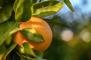 delicious juicy oranges on a tree in the garden in winter on the Mediterranean 17