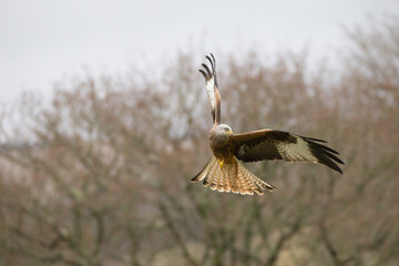 Red kite flying in the Brecon Beacons in Wales.