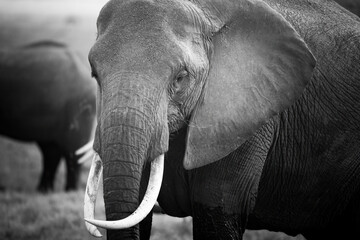 Black and white portrait of an african elephant - obrazy, fototapety, plakaty