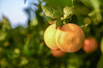 delicious juicy oranges on a tree in the garden in winter on the Mediterranean 18