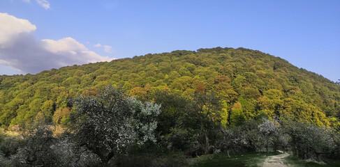 A forested mountain against the sky is completely covered with trees in early spring