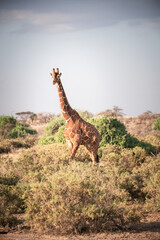 giraffe walking in the african savannah