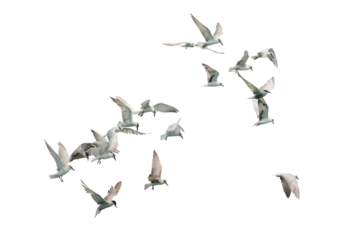 Flock of seagull flying isolated on white background.
