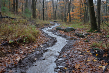 Small creek in the woods