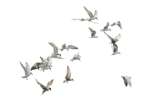 Flock of seagull flying isolated on white background.