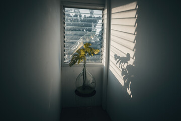 Green plant in the glass transparent vase next to the window at sunset with shadows