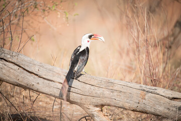 Von der decken's Hornbill (Tockus deckeni) Samburu National Reserve, Kenya, East Africa