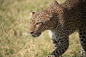hunting leopard in the African savannah, Kenya