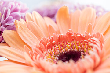 Gerbera daisy blossom showing ring of florets at center of flower along with pollen-bearing stamens...