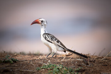Von der decken's Hornbill (Tockus deckeni) Samburu National Reserve, Kenya, East Africa